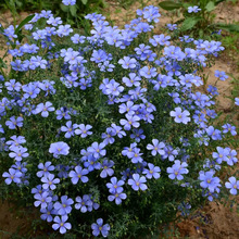蓝花亚麻花种子阳台盆栽庭院花坛四季播种易活多年生蓝紫花卉种孑