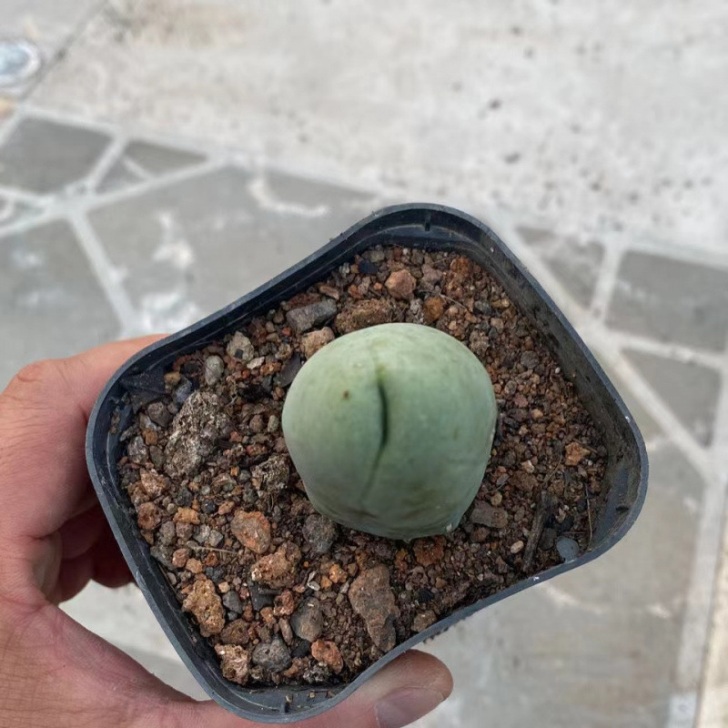 程程柱成程柱jj柱无刺仙人柱仙人球仙人掌多肉植物稀有品种盆栽