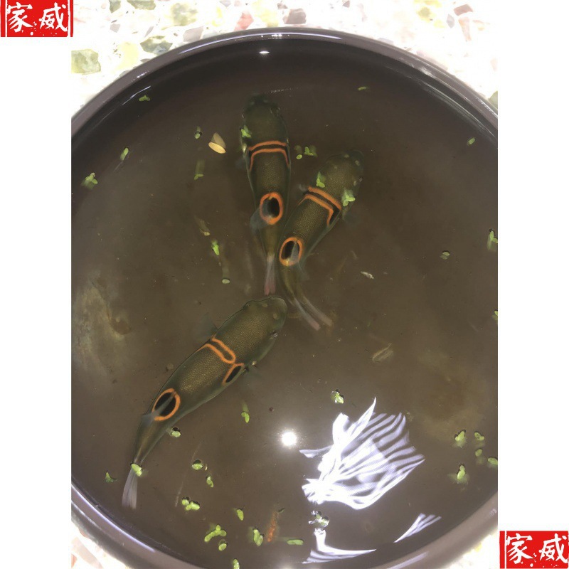 小可爱型弓斑河豚观赏鱼淡水气鼓鱼，迷你河豚娃娃鱼跨境专供代发