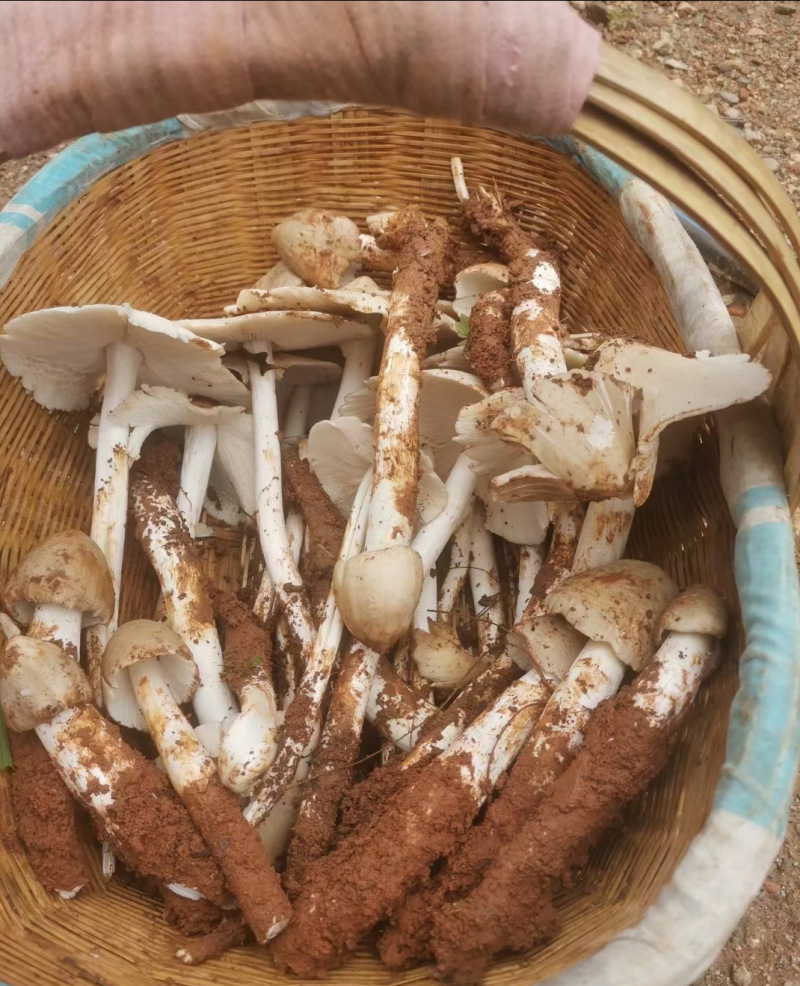 7成交550件云南特产新鲜鸡枞菌 野生不开伞鸡枞菌 蘑菇煲汤食用菌现货