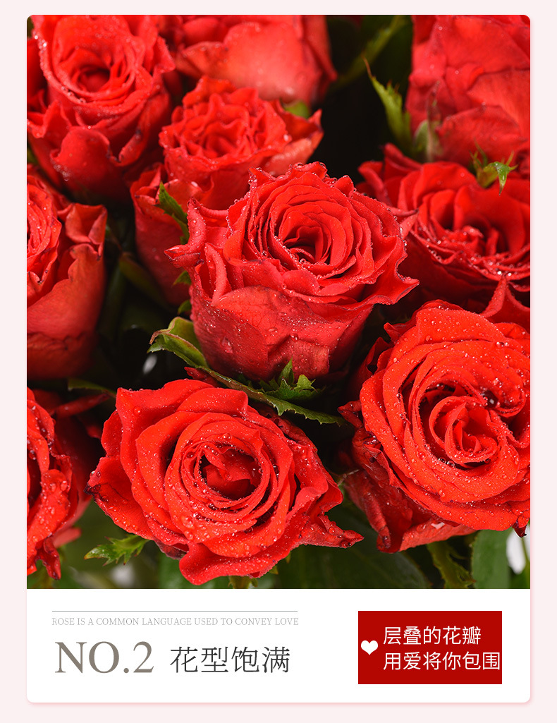 珍爱玫瑰花花束鲜切花 云南鲜花批发 室内办公室装饰水养插花批发