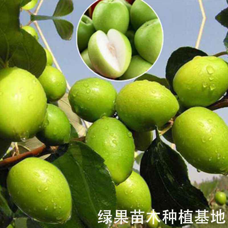 台湾大青枣苗 嫁接枣子苗 甜枣牛奶枣苹果枣 大青枣树苗 果树苗