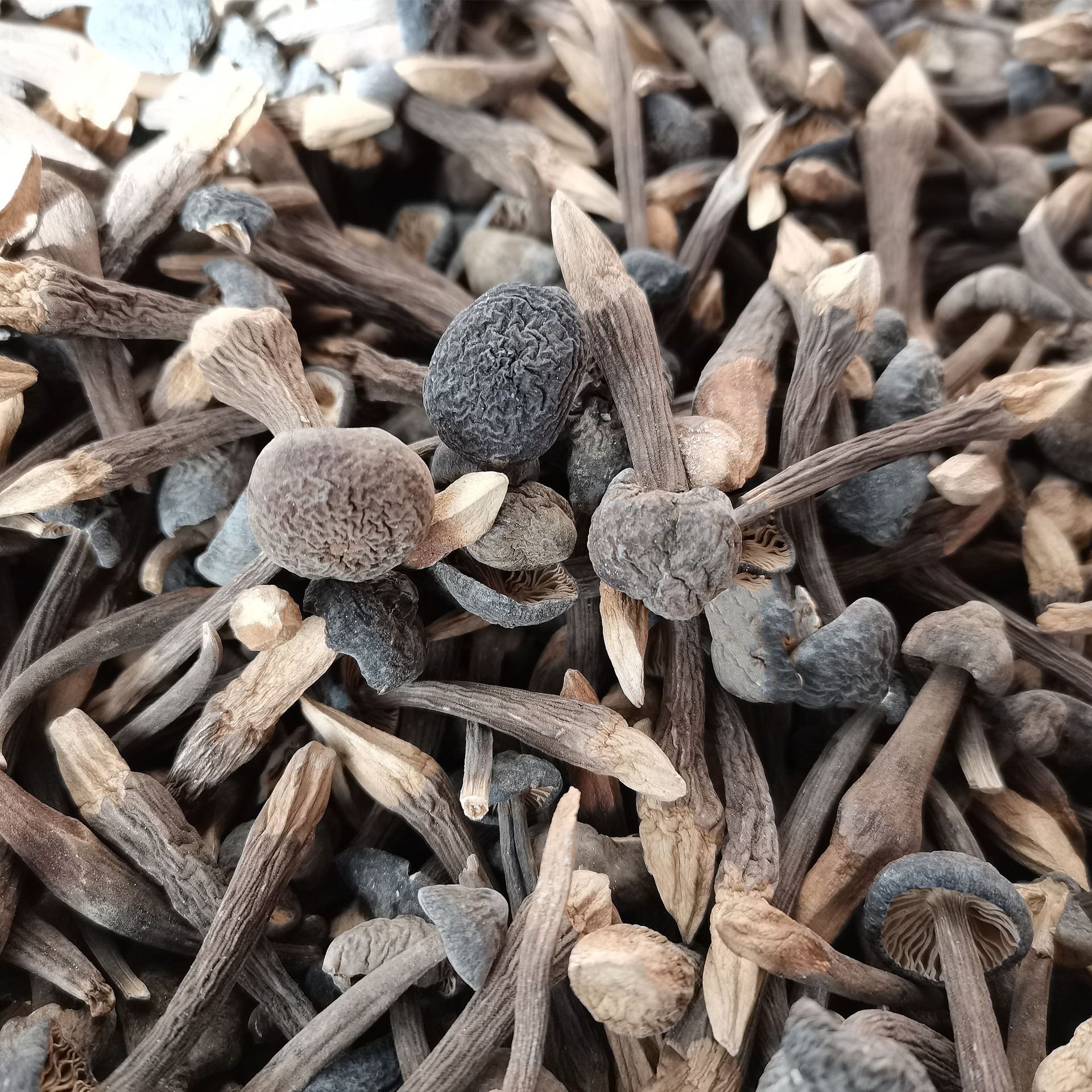 云南特产黑皮鸡枞干货2斤 食用菌菇小黑鸡枞 食用农产品一件代发