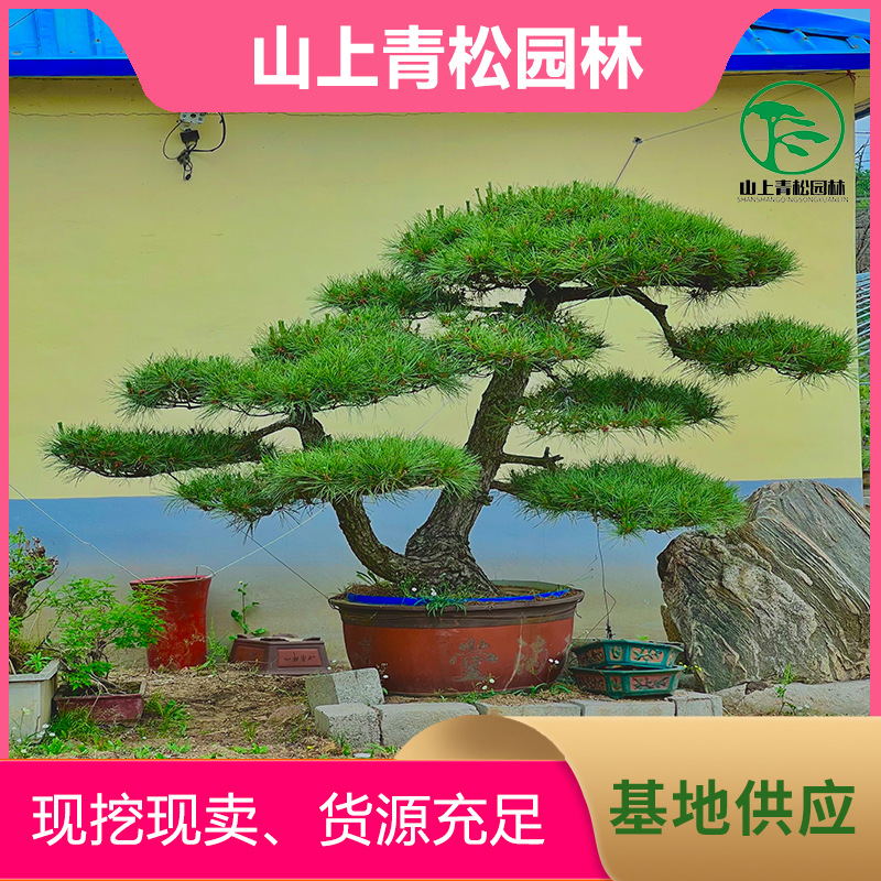 造型黑松培育多年优质盆景园林景观庭院室内摆放下山老桩山采黑松