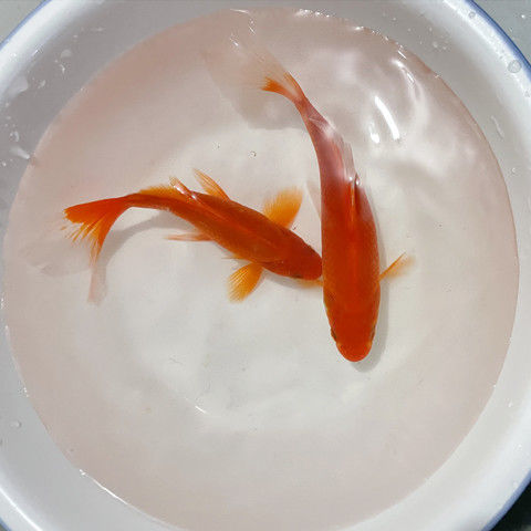 红草金鱼活鱼观赏鱼龟食龙鱼锦鲤鱼冷水鱼草金鱼苗活鱼小金鱼好养