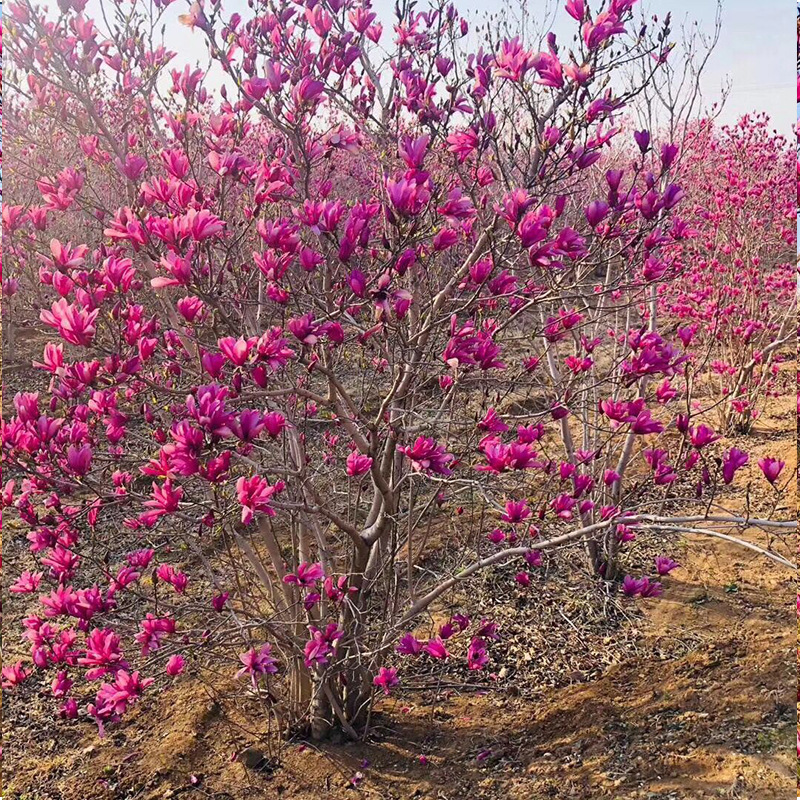 园林苗木基地批发 丛生紫玉兰树苗 丛生红花玉兰树 丛生辛夷树苗