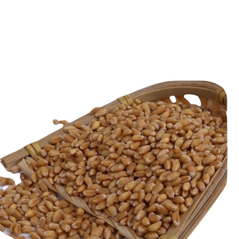 小鸡饲料21年农家小麦粒榨汁小麦钓鱼饵鸡鸭鹅鸟干麦粒5斤