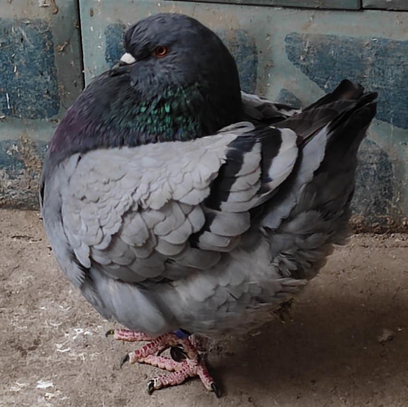 白元宝鸽子 红卡奴鸽 落地王鸽子