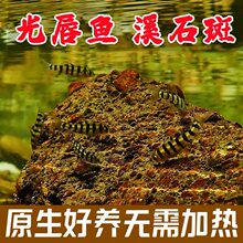 原生长鳍光唇淡水鱼石斑鱼溪流冷水观赏鱼_阿里巴巴找货神器