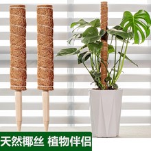 龟背竹植物支撑杆绿萝固定架天然椰棕棒室内植物花卉爬柱藤架花架