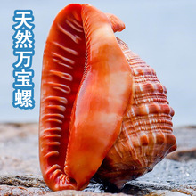 地中海四大名螺万宝螺家居工艺品摆件 鱼缸水族馆摄影装饰品海螺
