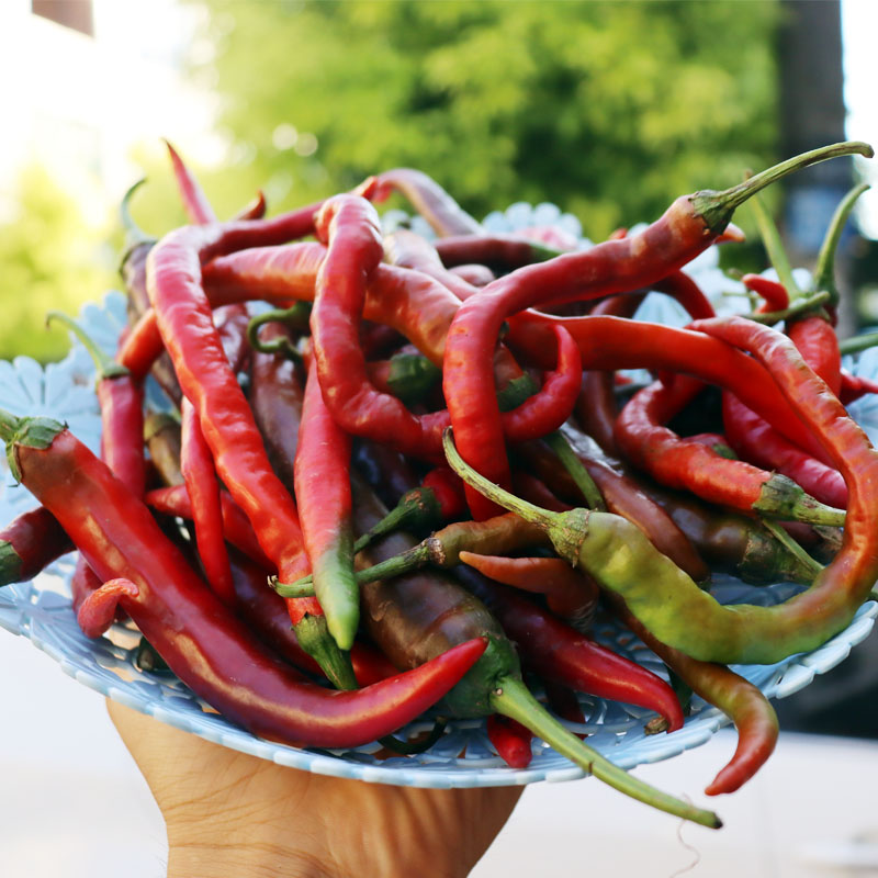 湖南衡阳本地农家自种新鲜红辣椒二荆条做酸辣椒泡椒剁椒3斤装
