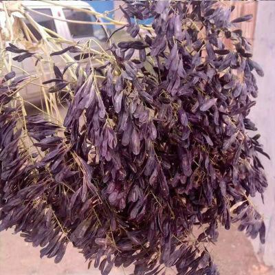 供应批发中药材大青叶板蓝根种子 各类种子基地直发