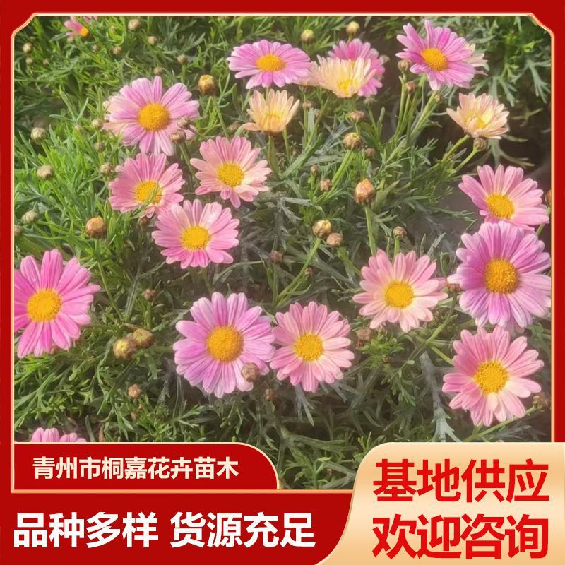 四季开花多年生花卉木茼蒿租摆绿化青州草花基地玛格丽特盆栽