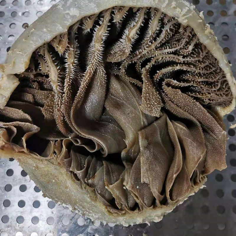 新鲜整个毛肚5斤包邮商用带底板大叶片爽脆牛百叶千层肚火锅食材