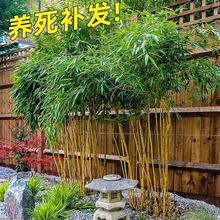 竹子苗庭院观赏植物抗冻紫竹苗黄金竹不落叶四季常青北方耐寒绿植