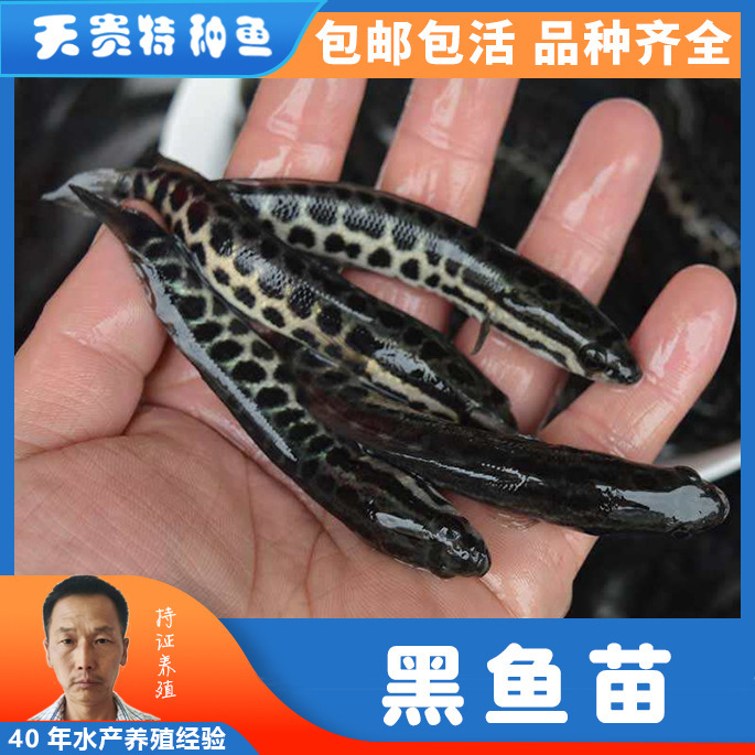 天贵水产批发黑鱼 生鱼 乌鱼苗 杂交黑鱼鱼苗活体淡水鱼养殖-阿里巴巴