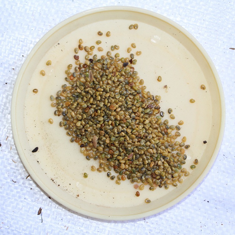 猪屎豆种子价格 又叫太阳麻 猪屎豆 护坡植物种 厂家直销