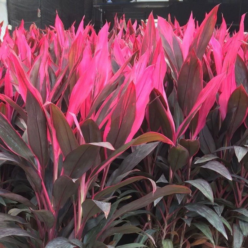 紫叶竹富贵竹水培红紫竹细杆植物春室内客厅水养花卉绿植盆栽包邮