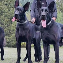 大型黑狼犬纯黑色巨型豹系忠诚中华狼犬看家护院大型纯种中华狼狗