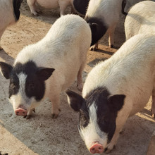 巴马香猪种母猪出售 香猪苗 活体香猪幼崽 育肥猪多少钱斤