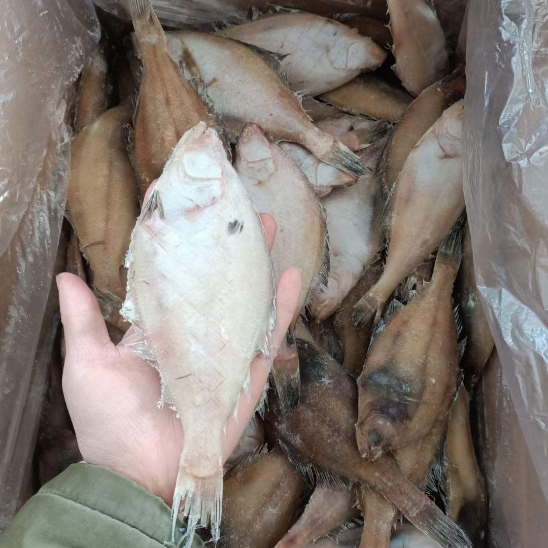 5斤包邮鲜活速冻大偏口鱼比目鱼鸦片鱼海捕深海鱼大鲽鱼新鲜整条