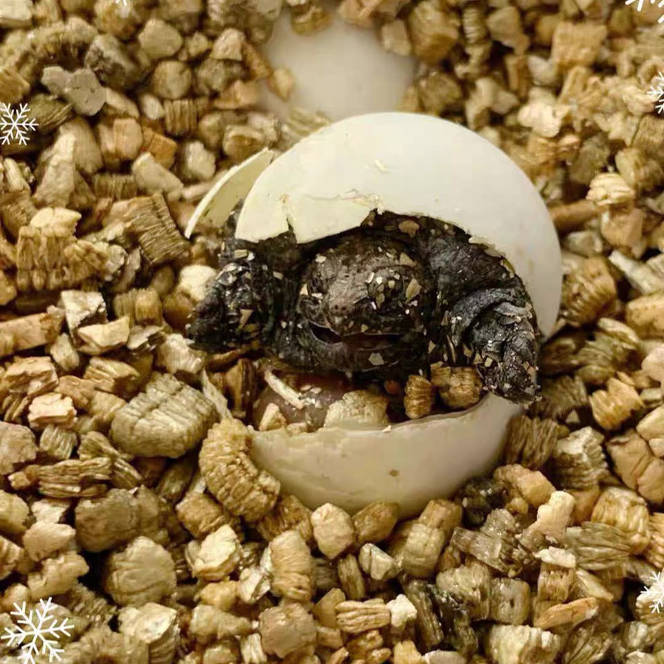 原种纯佛蛋野佛鳄龟蛋鳄龟蛋乌龟蛋受精龟蛋小鳄龟蛋可孵化-阿里巴巴