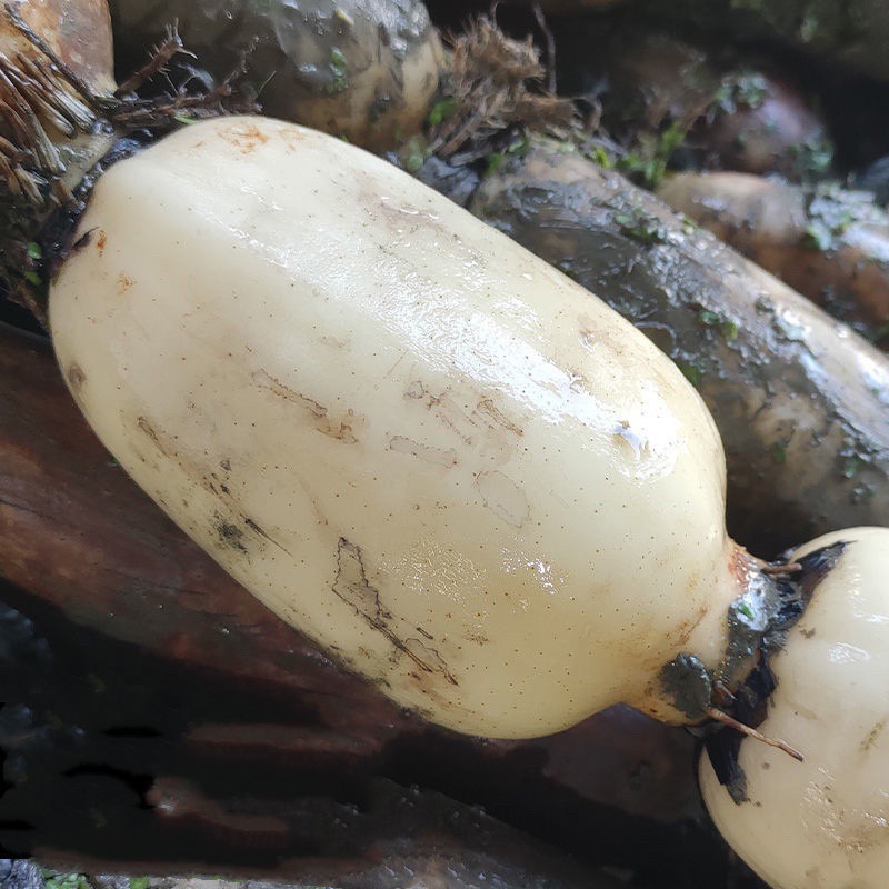 农家现挖洪湖莲藕新鲜粉藕煲汤粉糯藕七孔藕面卤藕炖藕现发批发