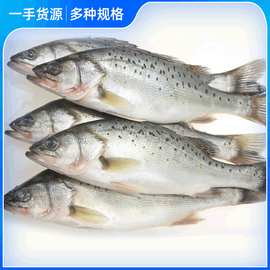 海水鲈鱼价格