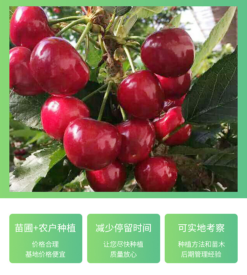 山东嫁接齐早樱桃苗 矮化樱桃树南方北方种植阳台车厘子盆栽