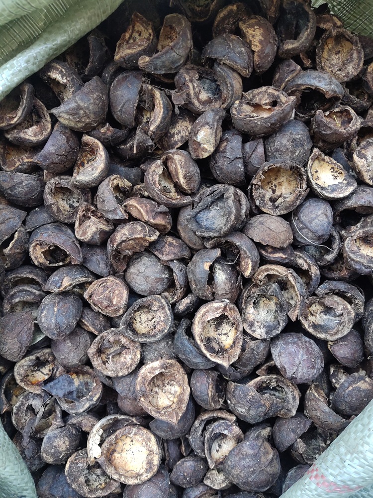 新货晒干江西野生油桐籽壳农产品桐子壳桐籽果外壳灰水可作肥料种