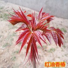 香椿树苗南方北方地栽盆栽庭院种植四季采摘红油香椿苗树香葱