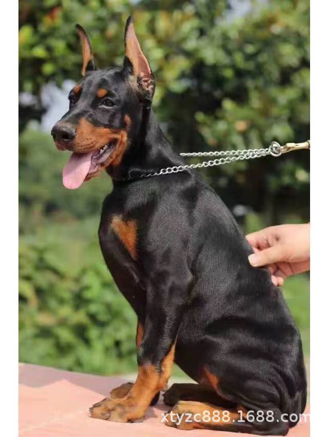 杜宾中型犬宠物狗狗短毛德系活体护卫犬美系杜宾犬幼犬活体价格