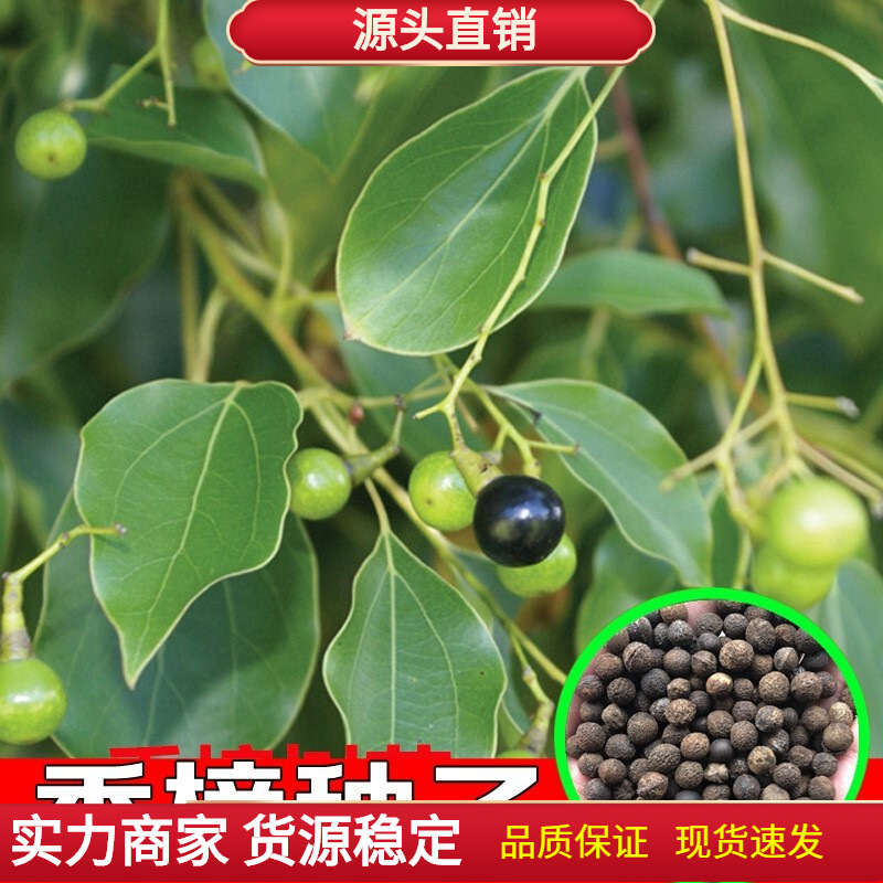 新采香樟种子大叶香樟小叶香樟籽绿化行道樟树种子四季青树种