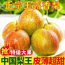 山西隰县玉露香梨新鲜应季水果梨子薄皮酥梨特级细嫩无渣产地直达