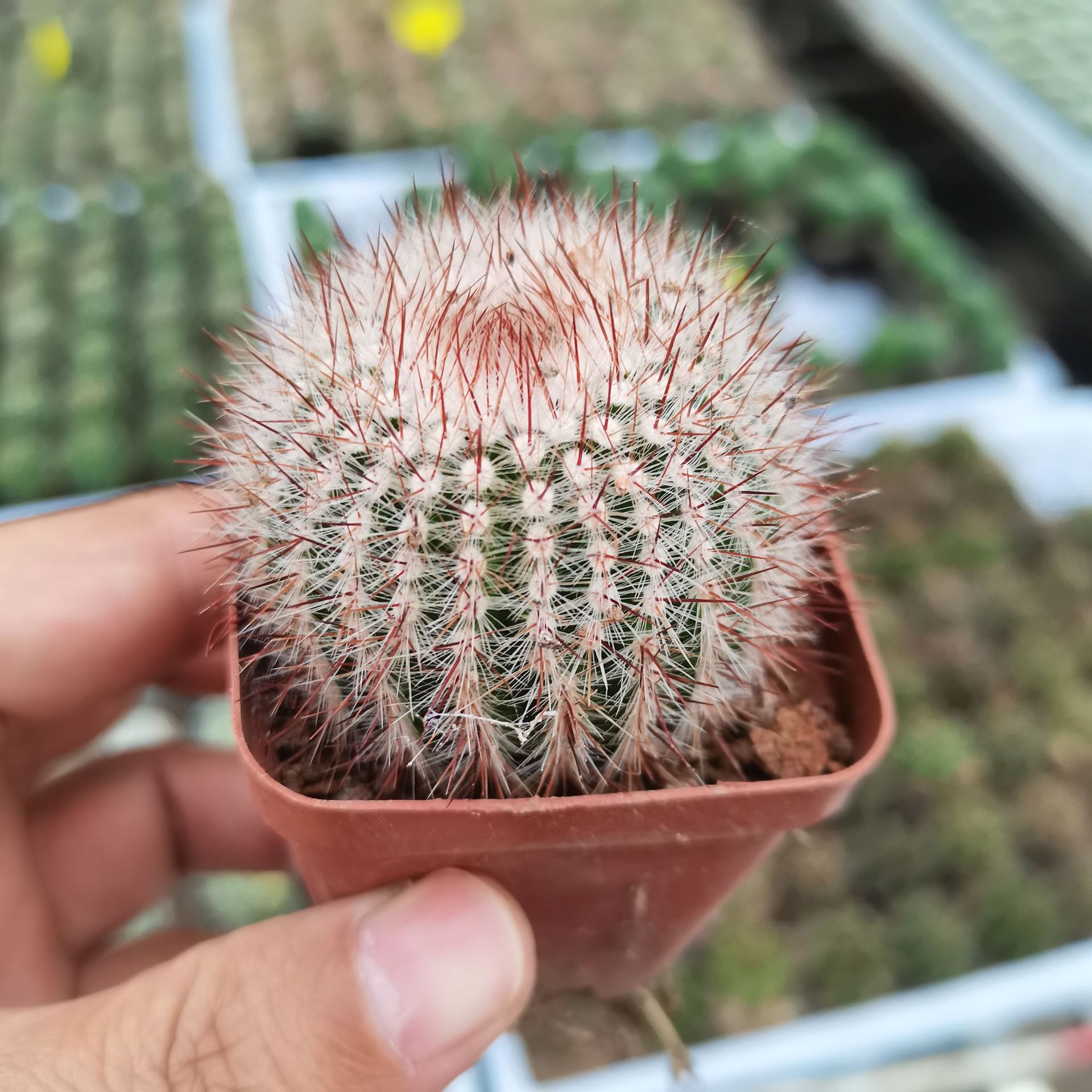 【基地直发】白芙蓉红芙蓉7-8cm仙人球批发 多肉植物批发