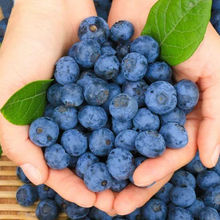 蓝莓鲜果新鲜颗颗大果孕妇宝宝护眼蓝梅水果批发2盒4盒8盒跨境