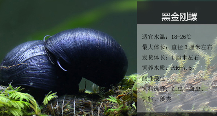 黑金刚螺军帽螺除藻能手活体不吃草鲍鱼螺虾缸鱼缸草缸观赏螺