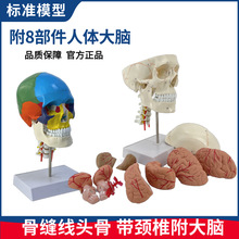 政河人体仿真头骨大脑可拆卸模型1:1颅脑颈椎模型神经科教学模型