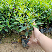 基地批发 巴西野牡丹 绿化袋苗 野牡丹价格 产地供应 苗圃价格