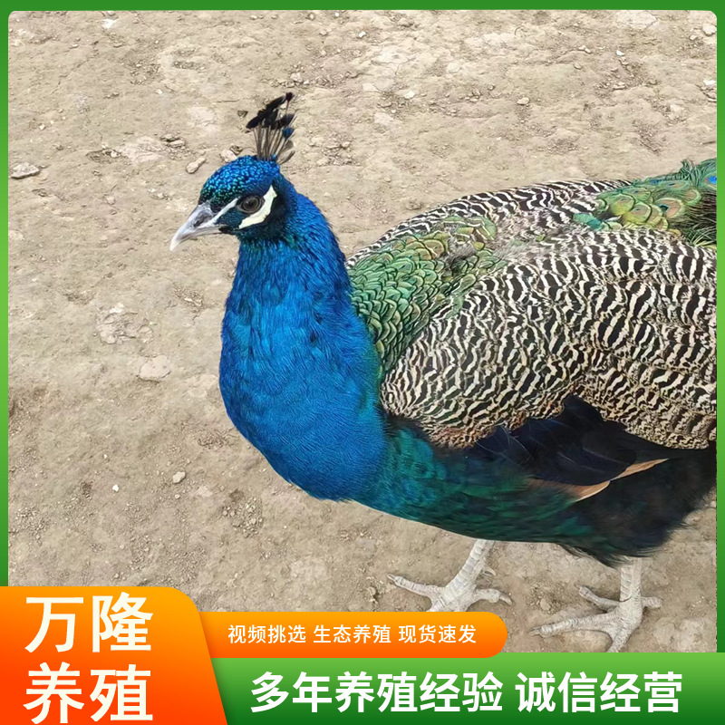 孔雀活体展览五年孔雀多少钱一只孔雀苗价格景区展览活体孔雀
