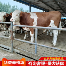 西门塔尔肉牛 育肥养殖改良牛犊 活牛西门塔尔牛犊3-6个月小母牛