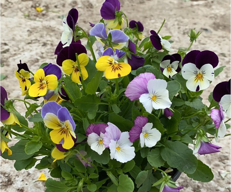 复古褶皱边三色堇盆栽角堇花苗观花植物冬季耐寒爆盆阳台花卉绿植