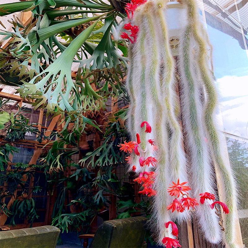 九尾狐多肉植物仙人掌仙人柱猴尾柱软长毛猴尾巴带根稀有贵货品种