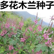 多花木兰种子护坡种子固土专用草子荒山复绿灌木草种四季可播