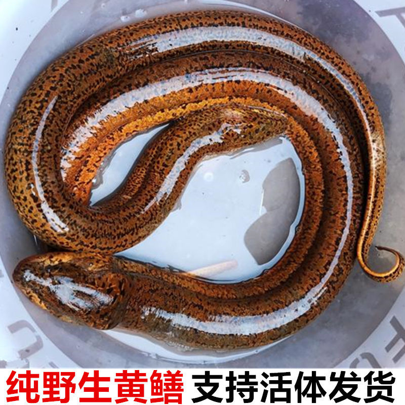 黄鳝鱼鲜活长鱼鳝鱼丝鲜活新鲜盘鳝现杀大鳝鱼活体半斤包邮亚马逊