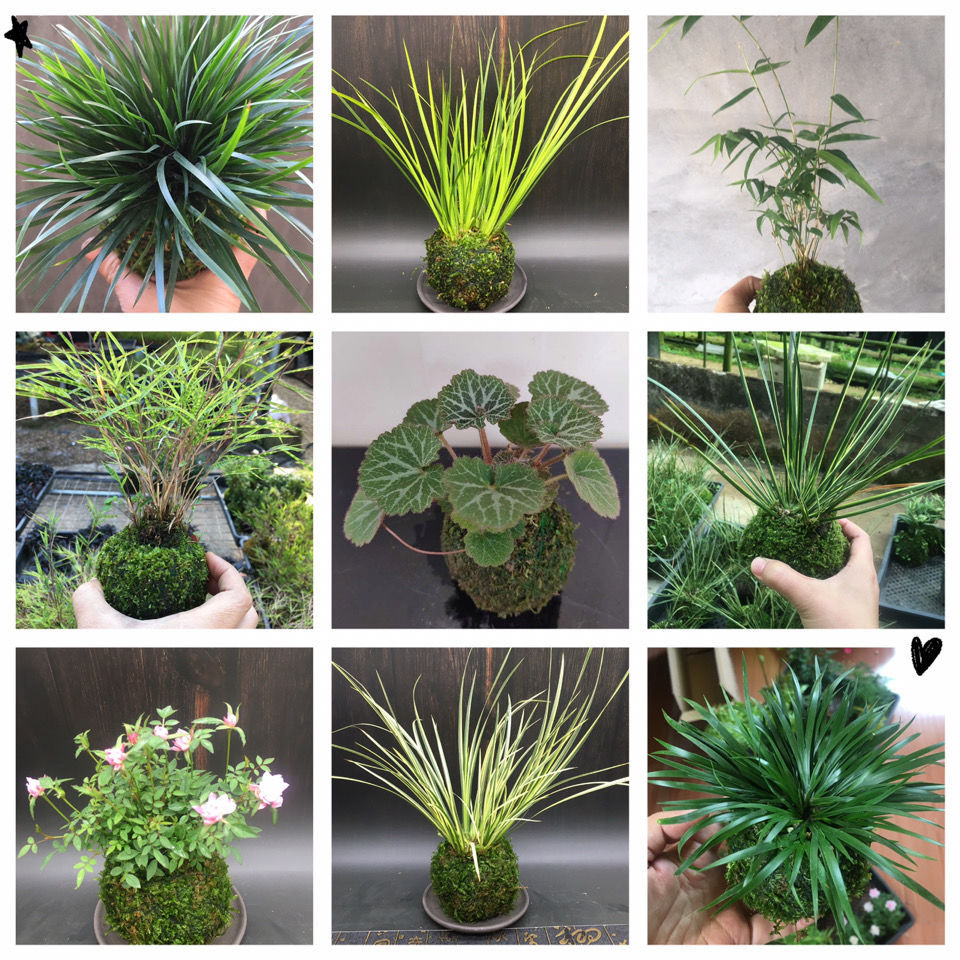 苔藓球文竹植物菖蒲盆景办公桌绿植桌面小盆栽苔玉青苔球水培竹子