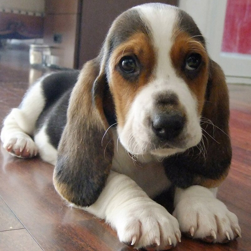 【30天保障】巴吉度犬巴吉度幼犬巴吉度活体狗狗活体巴吉度幼犬幼