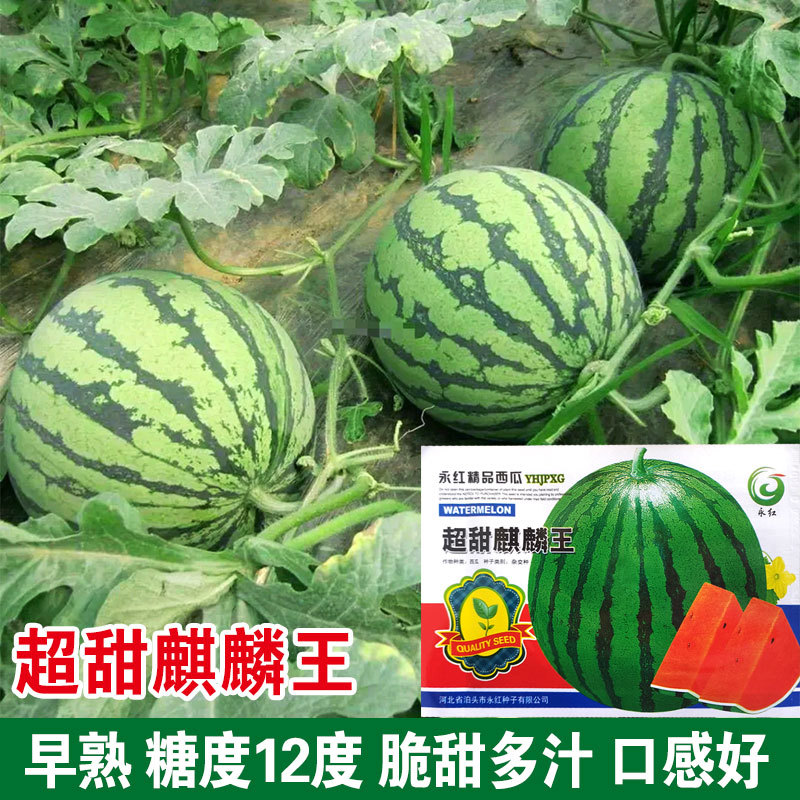 冰糖麒麟西瓜种子批发 农田菜园早熟杂交西瓜籽 蔬菜种子春季种子