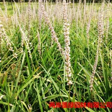 基地大量批发花草 兰花三七 兰花三七苗 阴旱地带植物园林绿化